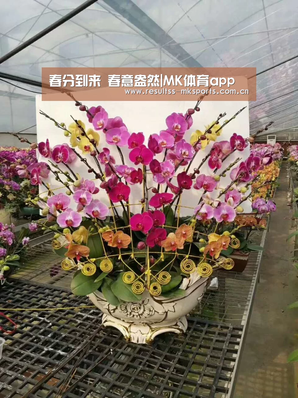 春分到来 春意盎然|MK体育app(图1) 春分到来 春意盎然|MK体育app(图1)